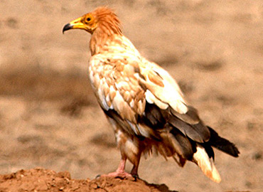 Egyptian Vulture; credit Rob Sheldon